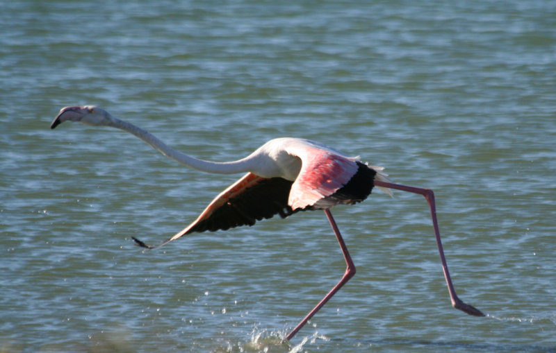 Greater Flamingo (Phoenicopterus roseus) South Africa - Cape Town - Strandfontein Sewage Works 