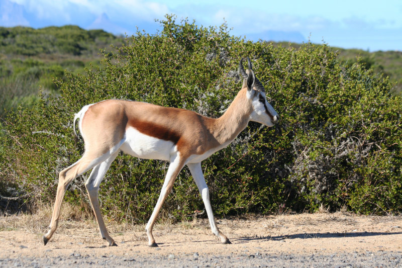 Springbok (Antidorcas marsupialis) Koeberg Private Nature Reserve
