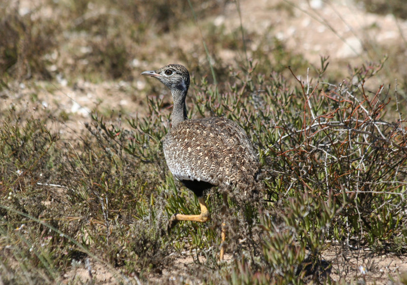 Southern Black Korhaan (Afrotis afra) female - West Coast NP