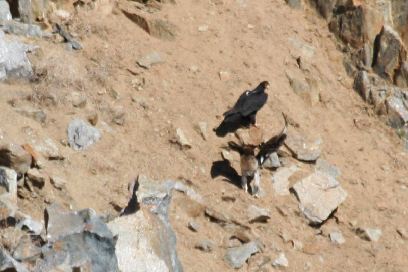 Verraux's Eagle with juvenile (Aquila verreauxii) Western Cape near Langebaan