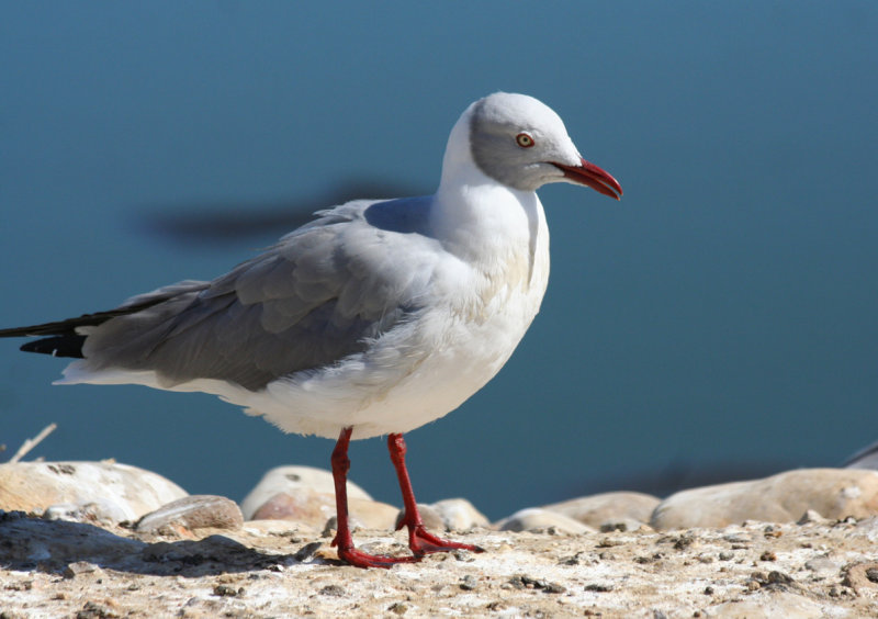 Grey-headed Gull (Chroicocephalus cirrocephalus poiocephalus) Paarl Bird Reserve, Western Cape