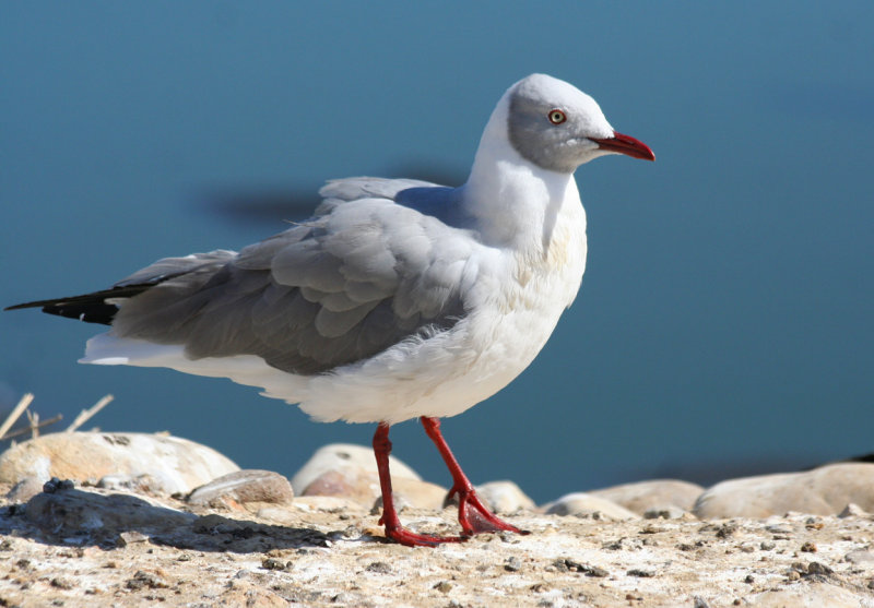 Grey-headed Gull (Chroicocephalus cirrocephalus) Paarl Bird Reserve, Western Cape SA