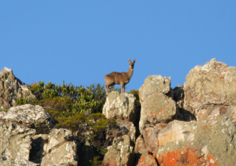 Cape Klipspringer (Oreotragus oreotragus oreotragus) Cape Point - Table Mountain NP