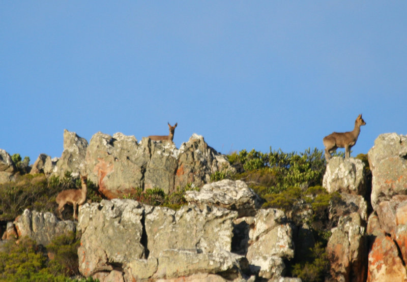 Cape Klipspringer (Oreotragus oreotragus oreotragus) Cape Point - Table Mountain NP