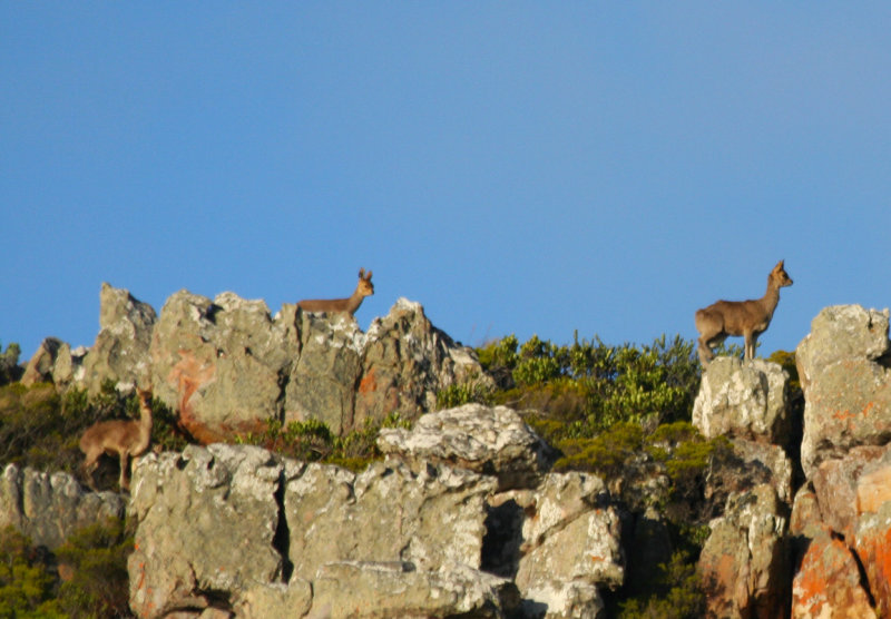 Cape Klipspringer (Oreotragus oreotragus oreotragus) Cape Point - Table Mountain NP