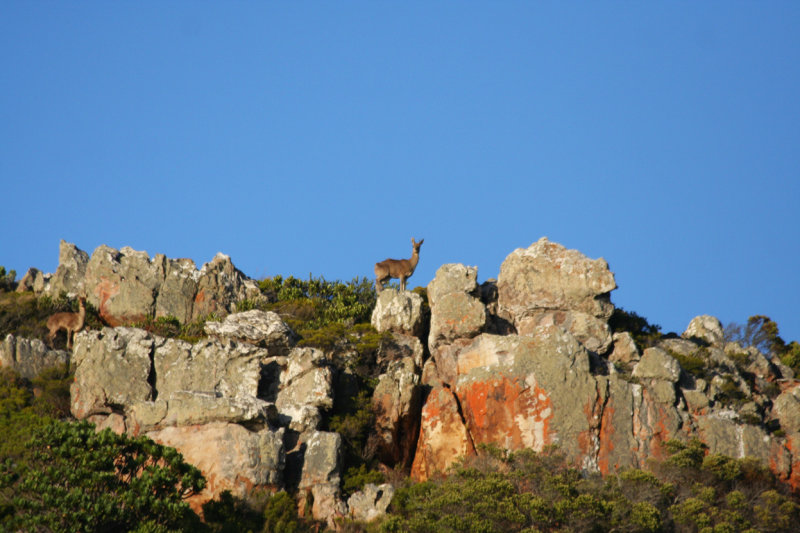 Cape Klipspringer (Oreotragus oreotragus oreotragus) Cape Point - Table Mountain NP