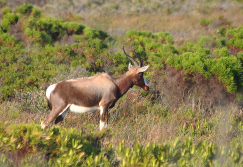 Bontebok (Damaliscus pygargus pygargus) Cape Point - Table Mountain NP