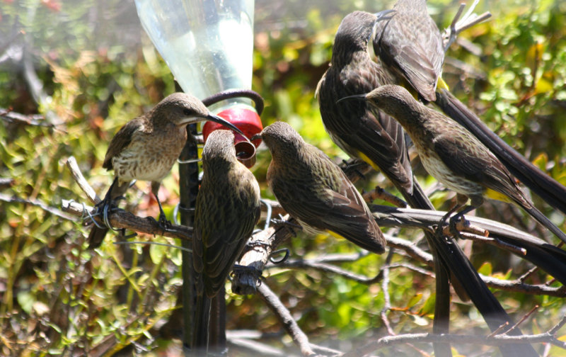 Cape Sugarbird (Promerops cafer) Simons Town - Avian Leisure