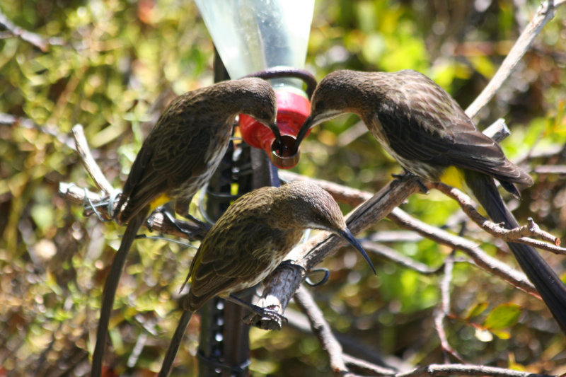 Cape Sugarbird (Promerops cafer) Simons Town - Avian Leisure