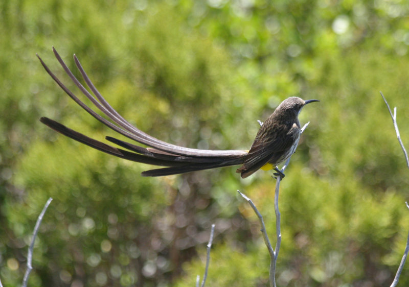 Cape Sugarbird (Promerops cafer) Simons Town - Avian Leisure