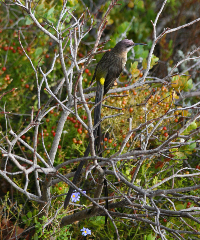 Cape Sugarbird (Promerops cafer) Simons Town - Avian Leisure