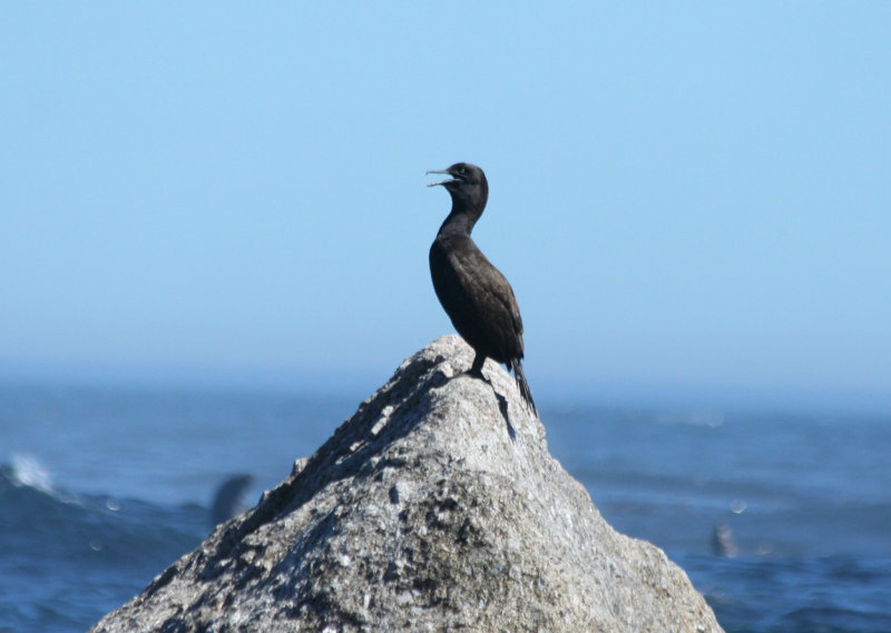 Bank Cormorant (Phalacrocorax neglectus) Duiker Island, Cape Peninsula