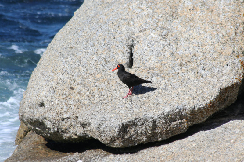 African Oystercatcher (Haematopus moquini)