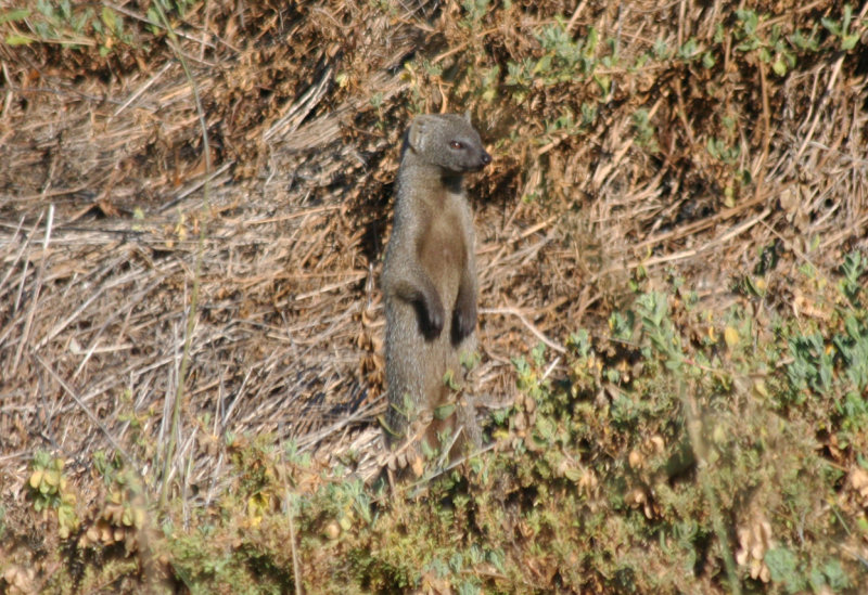 Cape Grey Mongoose (Herpestes pulverulentus) South Africa - Cape Town - Strandfontein Sewage Works