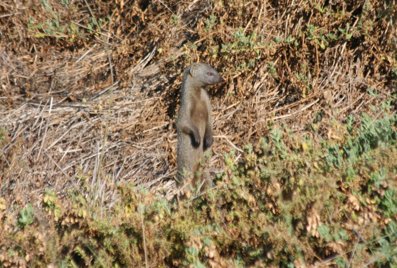 Cape Grey Mongoose (Herpestes pulverulentus) South Africa - Cape Town - Strandfontein Sewage Works