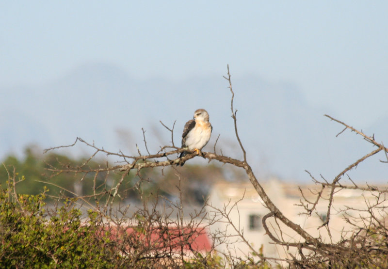 Black-winged Kite (Elanus caeruleus) Cape Town, Strandfontein