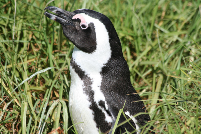 African Penguin (Spheniscus demersus) Simonstown, Boulders Beach