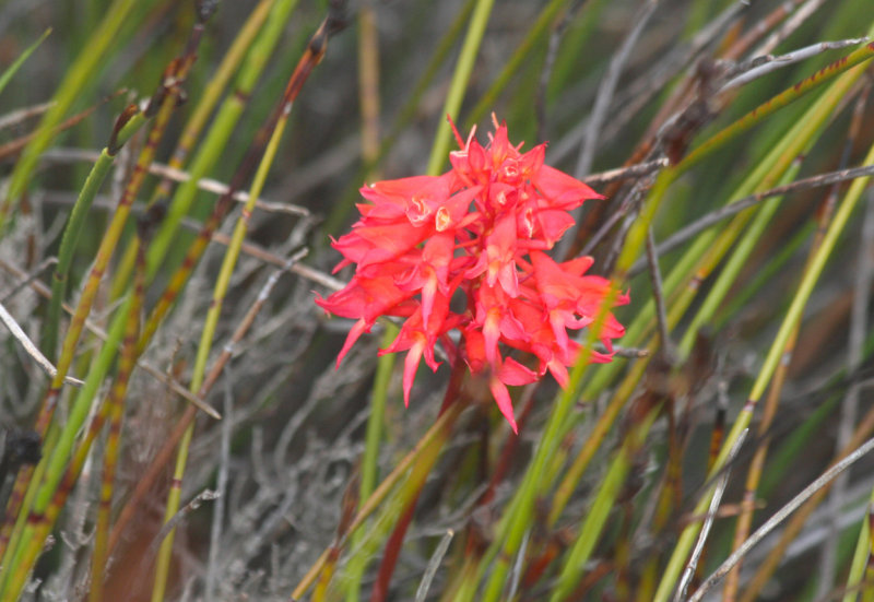 Orchid (Disa ferruginea) Table Mountain NP