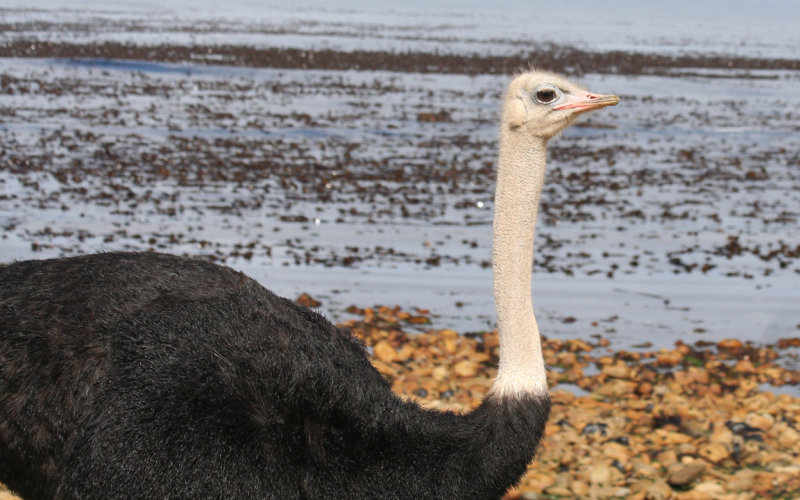 Common Ostrich (Struthio camelus) Cape Point - Table Mountain NP
