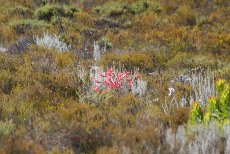 Brunsvigia orientalis (flowering) Cape Peninsula - Table Mountain NP