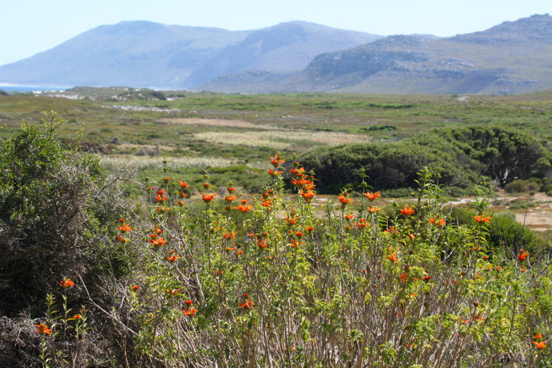 Cape honeysuckle (Tecoma capensis) Cape Peninsula - Table Mountain NP