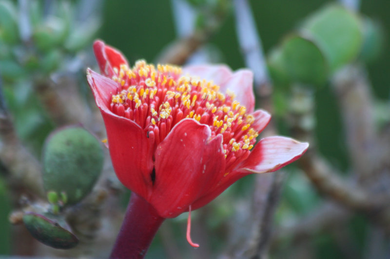 Blood lily or Paintbrush lily (Haemanthus coccineus) Cape Peninsula - Table Mountain NP