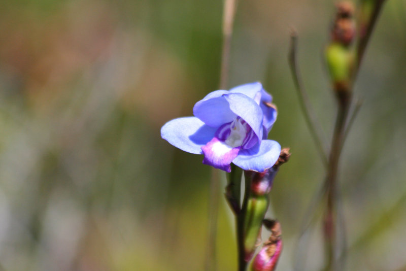 Orchid (Disa graminifolia) Table Mountain NP