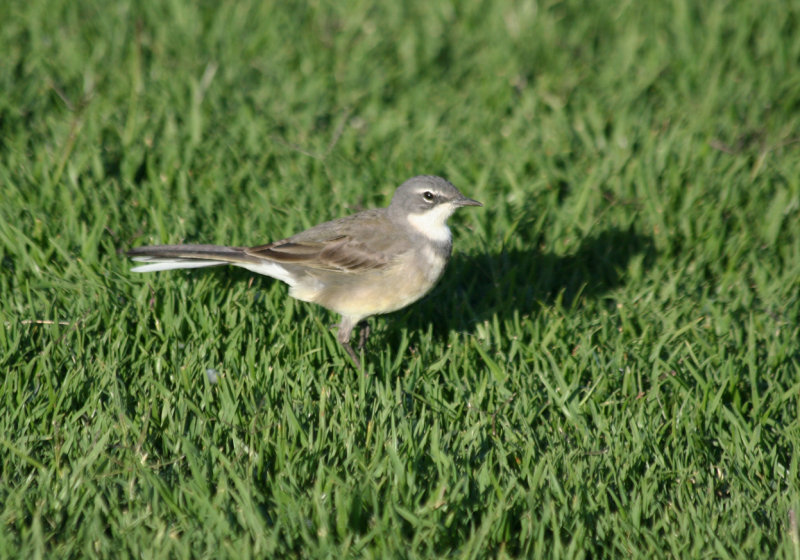 Cape Wagtail (Motacilla capensis) Cape Town, Greenpoint