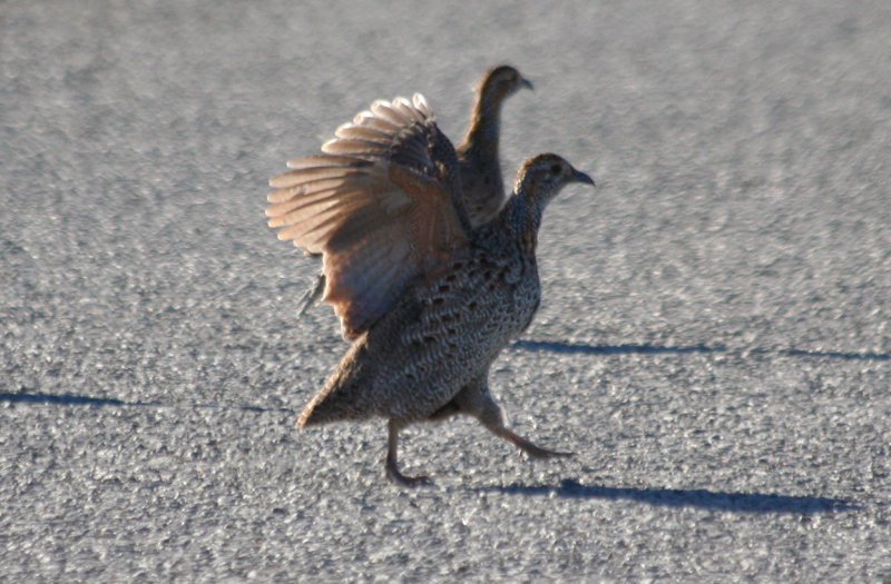 Grey-winged Francolin (Scleroptila afra) Jacobs Bay, Western Cape