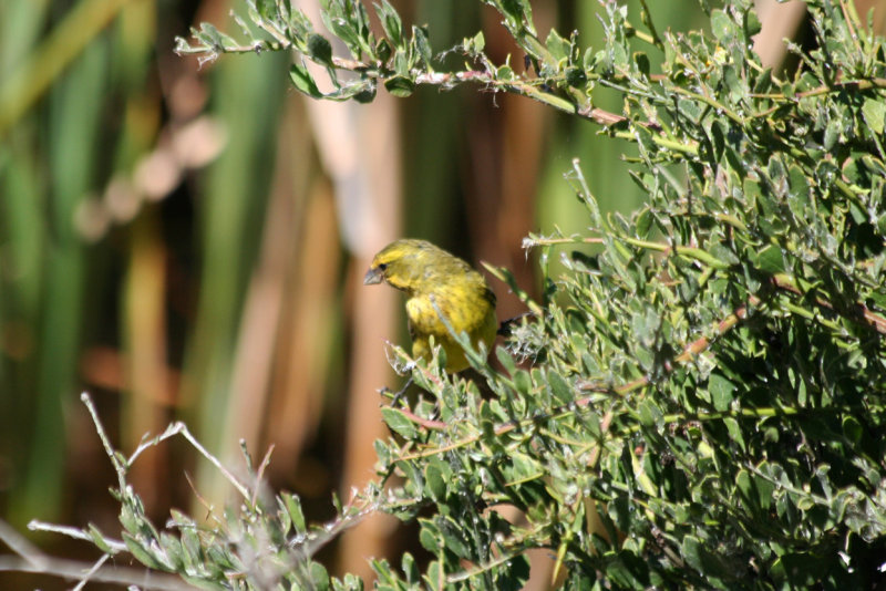 Yellow Canary (Crithagra flaviventris) West Coast NP