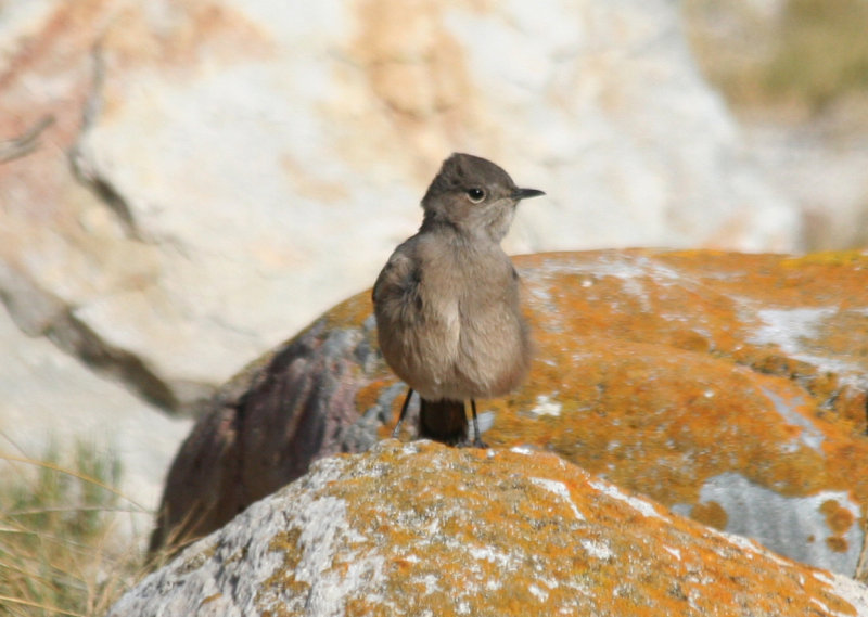 Familiar Chat (Oenanthe familiaris) Cape Point - Table Mountain NP