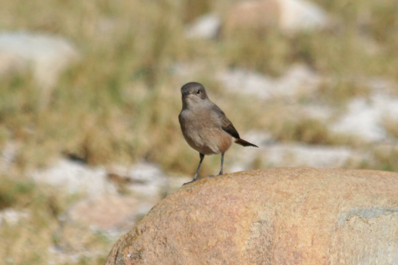 Familiar Chat (Oenanthe familiaris) Cape Point - Table Mountain NP