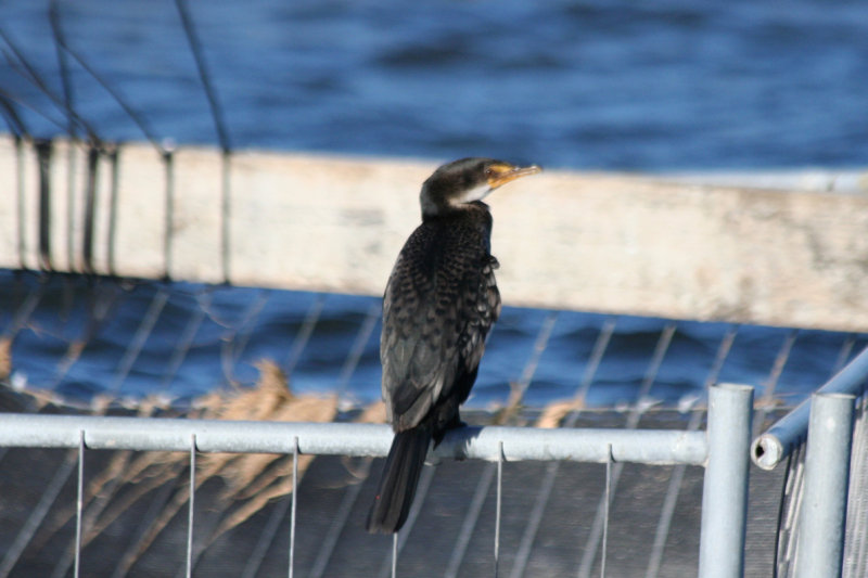 Reed Cormorant (Microcarbo africanus) Cape Town - Green Point