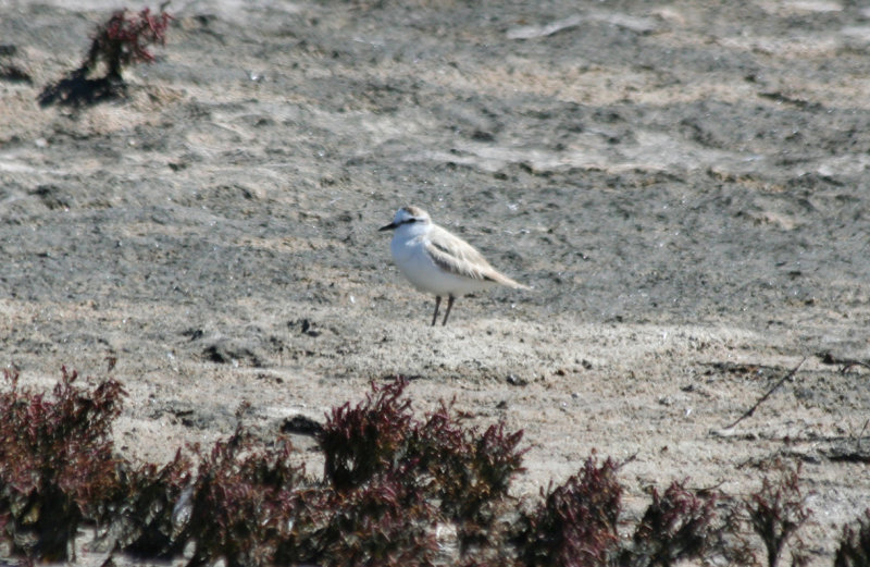 White-fronted Plover (Charadrius marginatus) West Coast NP