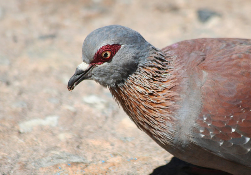 Speckled Pigeon (Columba guinea) Table Mountain NP