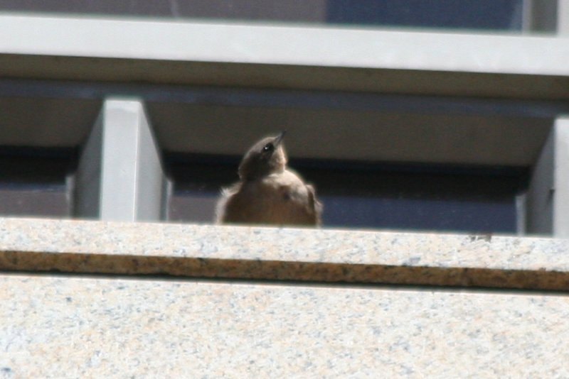 Large Rock Martin (Ptyonoprogne fuligula) Cape Town - Waterfront
