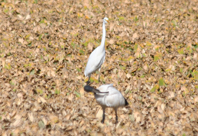 Yellow-billed Egret (Ardea intermedia brachyrhyncha) Paarl Bird Reserve, Paarl, Western Cape