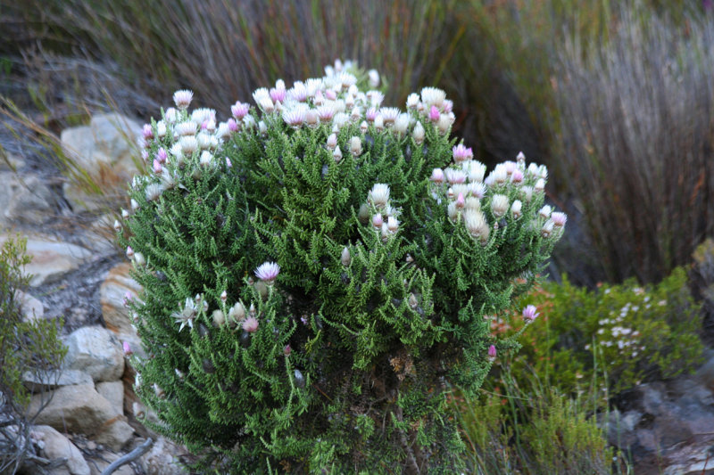 Cape Strawflower, False Everlasting (Phaenocoma prolifera) Western Cape - Hottentot Holland mountains
