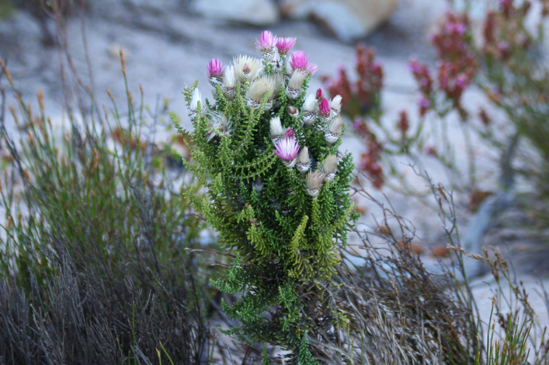 Cape Strawflower, False Everlasting (Phaenocoma prolifera) Western Cape - Hottentot Holland mountains