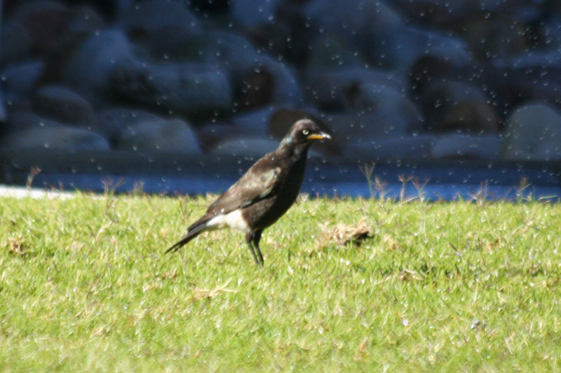 Pied Starling (Lamprotornis bicolor) South Africa - Western Cape