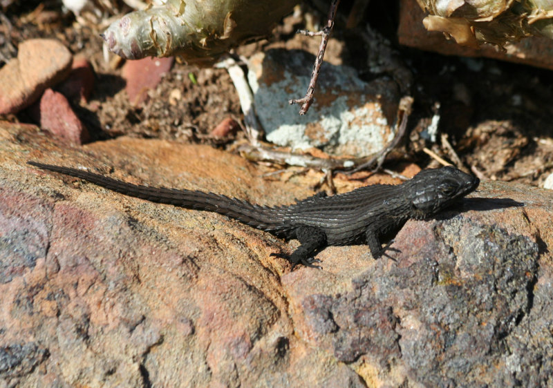 Black Girdled Lizard (Cordylus niger) Cape Peninsula - Table Mountain N.P.