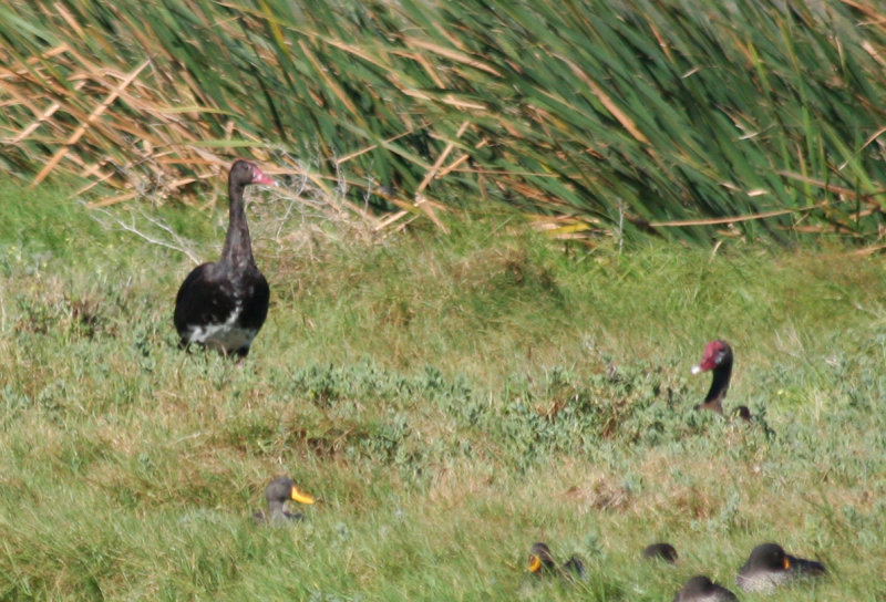 Spur-winged Goose (Plectropterus gambensis) South Africa - Cape Town - Strandfontein Sewage Works