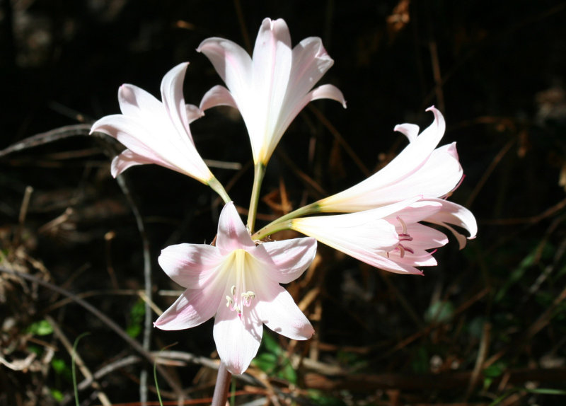 Belladonna-Lily, Jersey Lily (Amaryllis belladonna) Table Mountain NP
