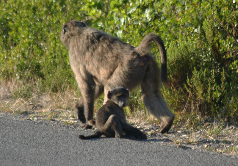 Chacma Baboons (Papio ursinus) Cape Point - Table Mountain NP