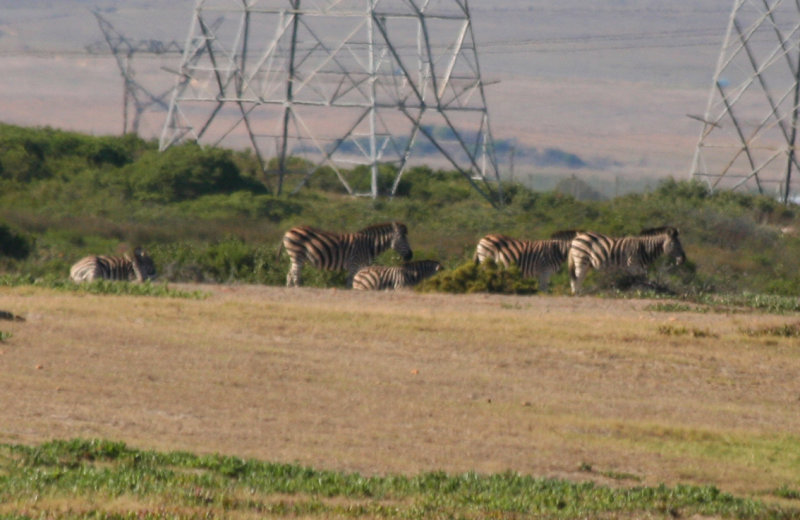 Plains Zebra (Equus quagga) Koeberg PNR Western Cape