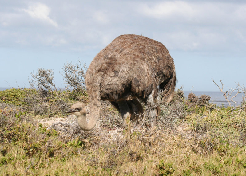 Common Ostrich (Struthio camelus) female - Cape Point - Table Mountain NP