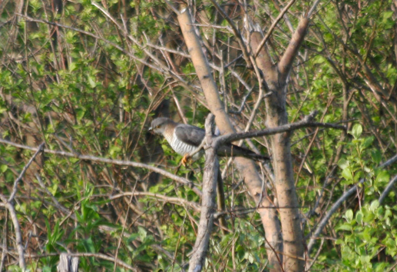 Cuckoo (Cuculus canorus) Zevenhuizerplas