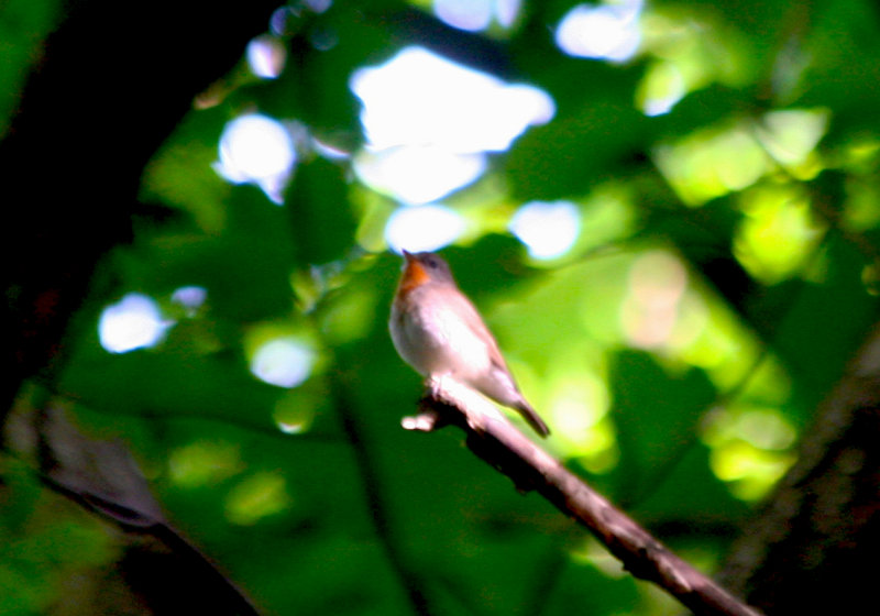 Red-breasted Flycatcher (Ficedula parva) male adult - Noordhollands Duinreservaat