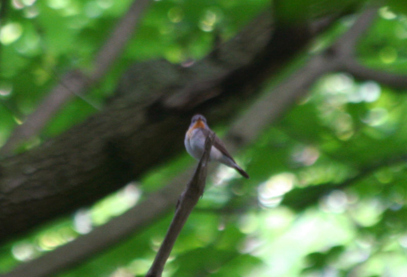 Red-breasted Flycatcher (Ficedula parva) male adult - Noordhollands Duinreservaat