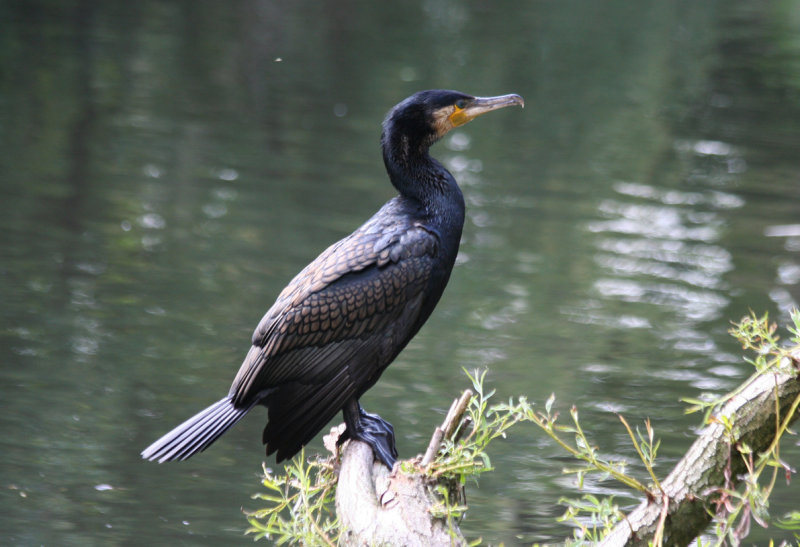 Great Cormorant (Phalacrocorax carbo) Amsterdam